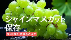 シャインマスカットの保存方法を解説。注目の産地や栄養について