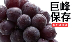巨峰の保存方法を徹底解説。常温から冷凍保存まで。