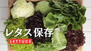 レタスの保存方法を徹底解説!保存期間やおいしい食べ方レシピもご紹介